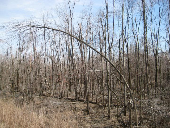 Bent tree Example of a pole-sized yellow-poplar bent beyond recovery
