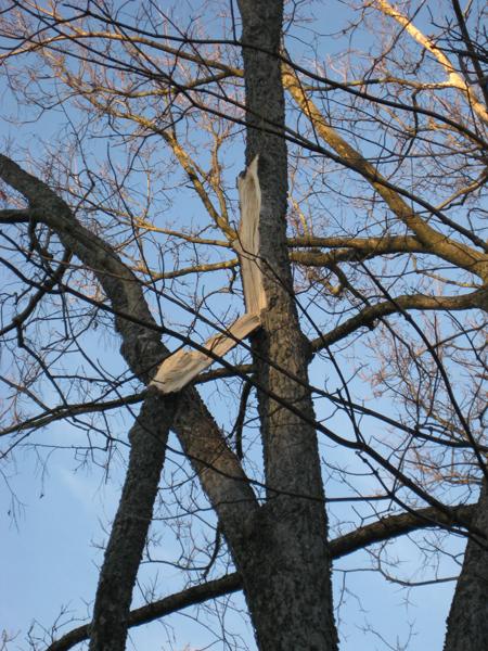 major branch damage