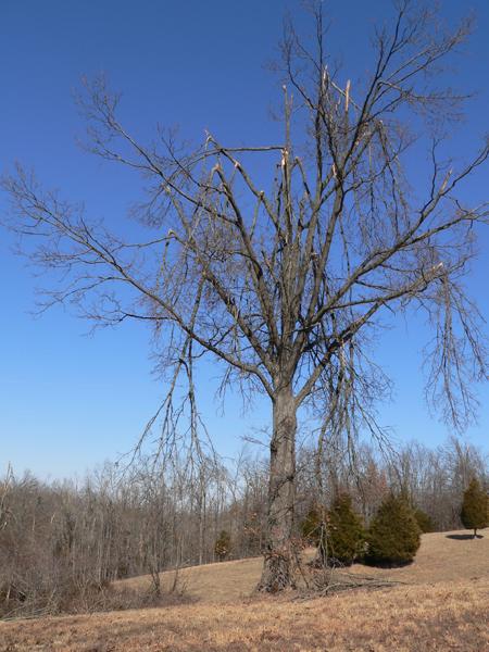 moderate tree top damage