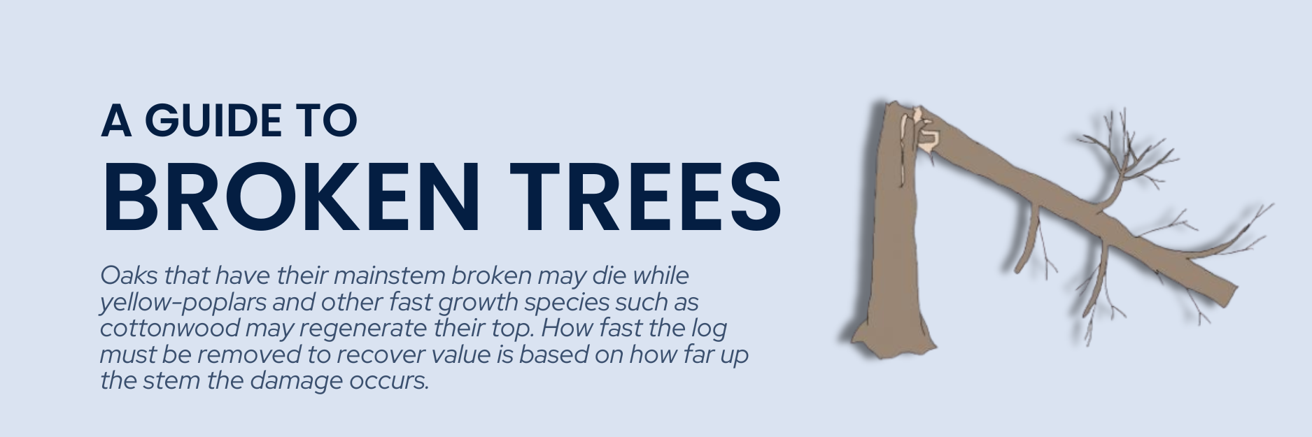 guide to broken trees header