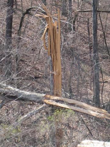 breakage on main stem of tree