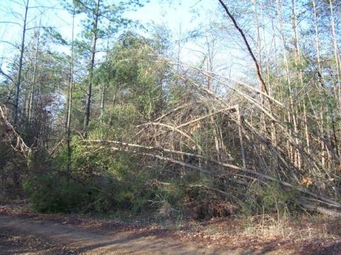 breakage on main stem of tree