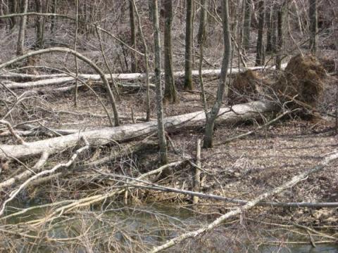 downed trees in forest