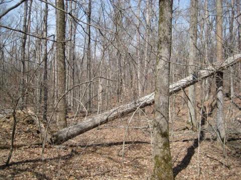 downed tree in forest