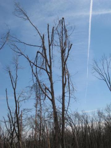 moderate tree limb damage