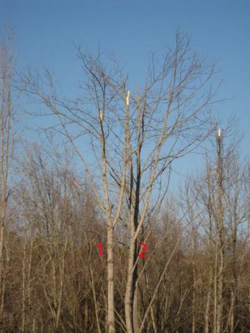 top damage yellow poplar